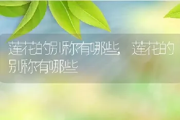 虎皮兰开花是什么样子的开花是好兆头