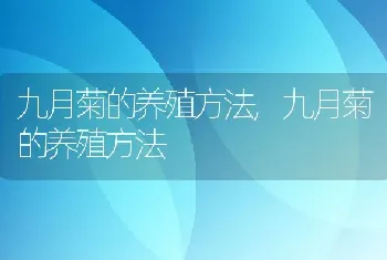 九月菊的养殖方法