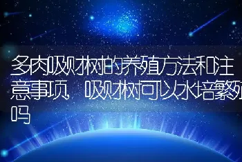 多肉吸财树的养殖方法和注意事项