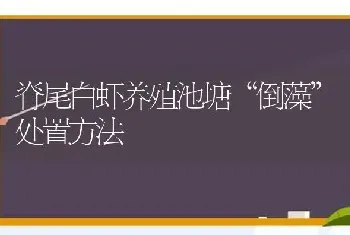 脊尾白虾养殖池塘“倒藻”处置方法