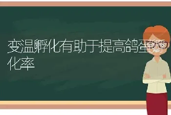 变温孵化有助于提高鸽蛋孵化率