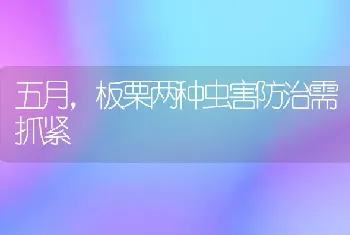 五月,板栗两种虫害防治需抓紧