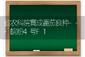 省农科院育成番茄良种---皖粉4号F1