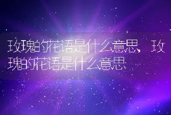 玫瑰的花语是什么意思