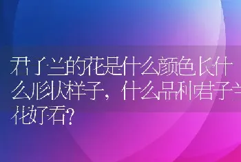 君子兰的花是什么颜色长什么形状样子