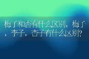 梅子和杏有什么区别,梅子