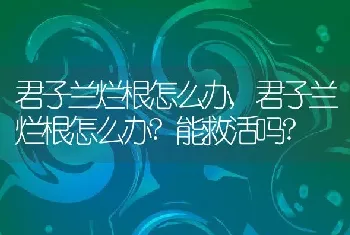 君子兰烂根怎么办,君子兰烂根怎么办?能救活吗?