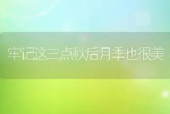 牢记这三点秋后月季也很美