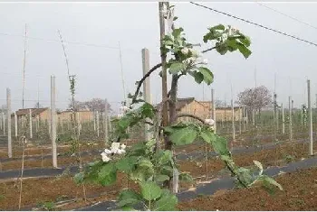 苹果夏季管理技术