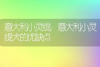 意大利小灵缇