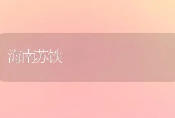 海南苏铁