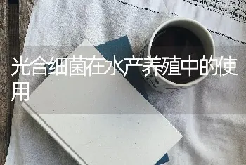 光合细菌在水产养殖中的使用