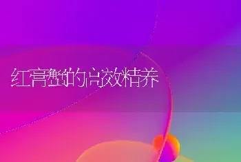 红膏蟹的高效精养