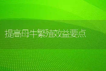 提高母牛繁殖效益要点