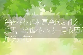 金银花花语和寓意代表什么意思