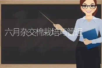 六月杂交棉栽培巧管理