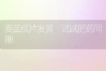 麦苗成片发黄 试试肥药同施