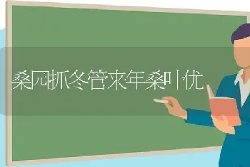 桑园抓冬管来年桑叶优