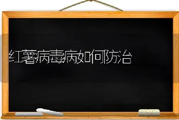 红薯病毒病如何防治