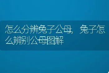 怎么分辨兔子公母,兔子怎么辨别公母图解