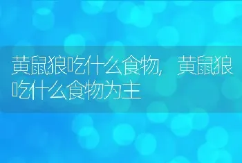 黄鼠狼吃什么食物,黄鼠狼吃什么食物为主