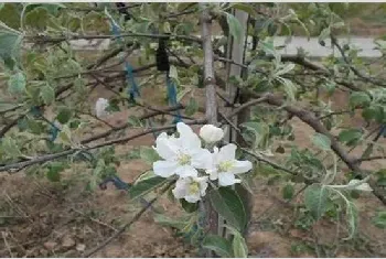 苹果花芽分化期管理技术