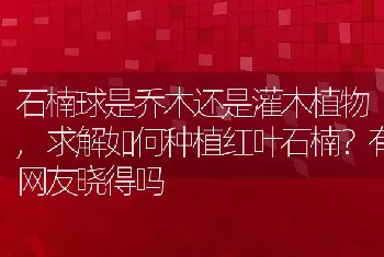 石楠球是乔木还是灌木植物