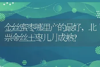 金丝蜜枣哪里产的最好