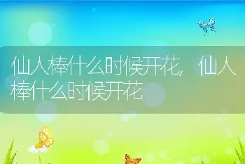 仙人棒什么时候开花