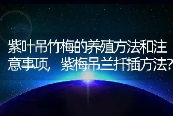 紫叶吊竹梅的养殖方法和注意事项