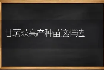 甘薯获高产种苗这样选