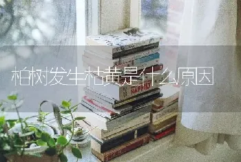 柏树发生枯黄是什么原因