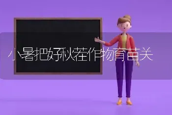 小暑把好秋茬作物育苗关