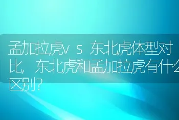 孟加拉虎vs东北虎体型对比