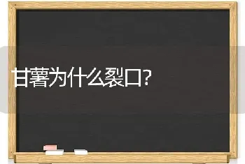 甘薯为什么裂口?