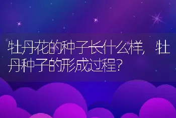 牡丹花的种子长什么样