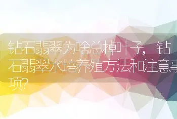 钻石翡翠为啥总掉叶子