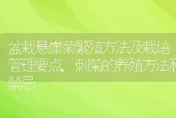 盆栽悬崖菊繁殖方法及栽培管理要点