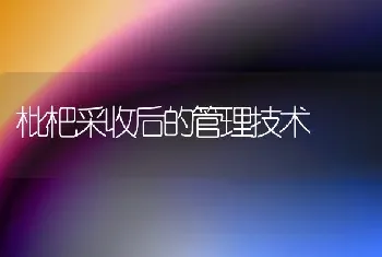 枇杷采收后的管理技术