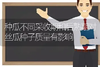 种瓜不同采收期和后熟期对丝瓜种子质量有影响