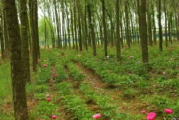 林下种植什么最简单