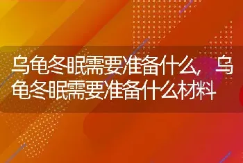 乌龟冬眠需要准备什么,乌龟冬眠需要准备什么材料