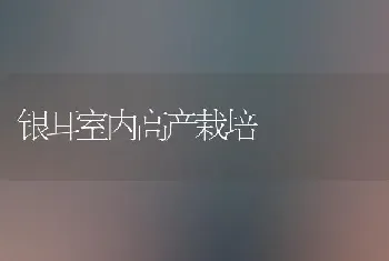 银耳室内高产栽培