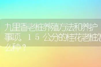 九里香老桩养殖方法和养护事项