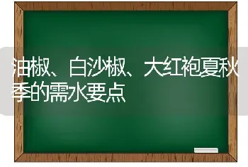 油椒、白沙椒、大红袍夏秋季的需水要点