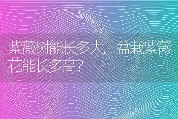 紫薇树能长多大