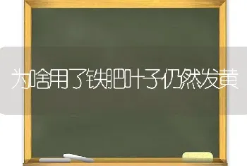 为啥用了铁肥叶子仍然发黄