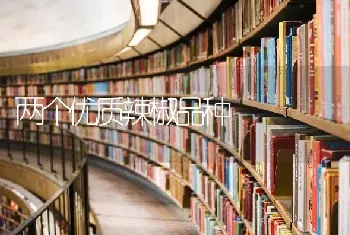 两个优质辣椒品种