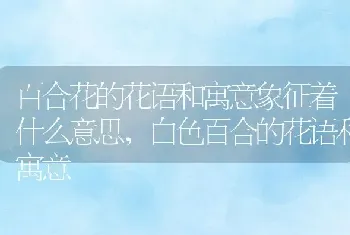 百合花的花语和寓意象征着什么意思