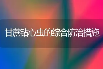 甘蔗钻心虫的综合防治措施